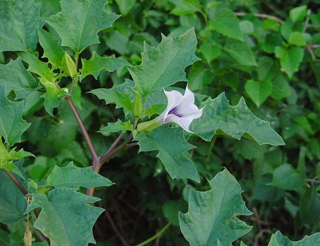 Jimson weed